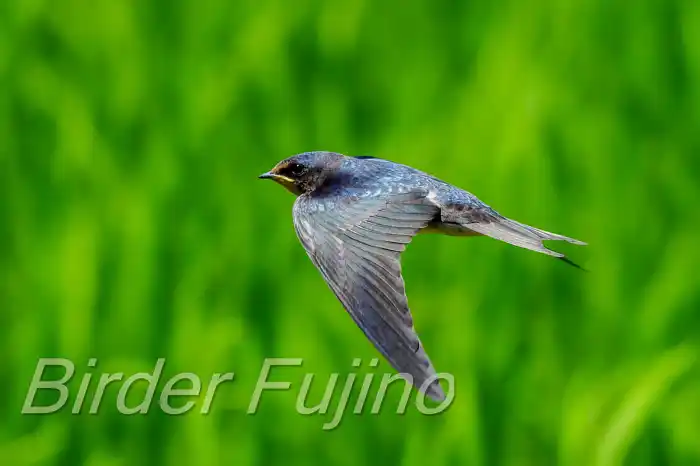 BORGで撮影したツバメの飛翔写真画像(トビモノ)