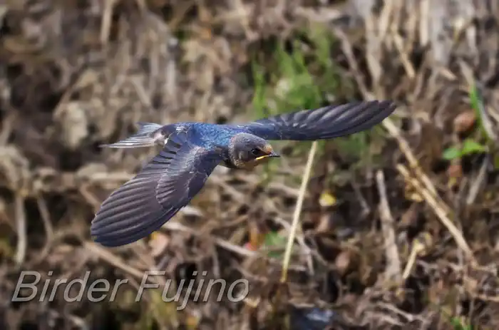 BORGで撮影したツバメの飛翔写真画像(トビモノ)