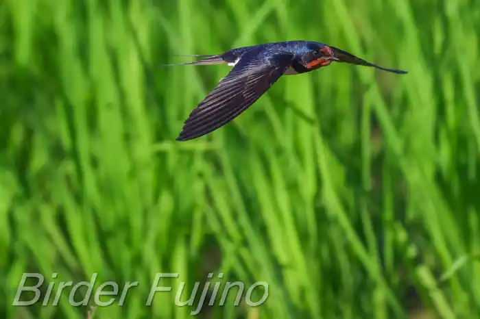 BORGで撮影したツバメの飛翔写真画像(トビモノ)