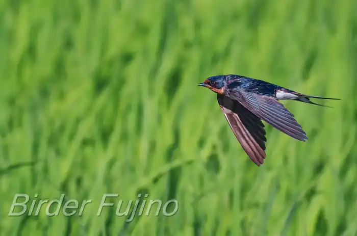 BORGで撮影したツバメの飛翔写真画像(トビモノ)