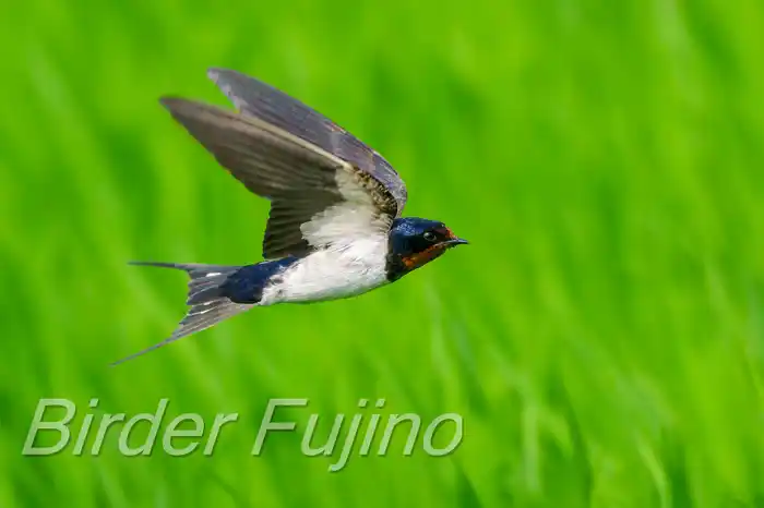 BORGで撮影したツバメの飛翔写真画像(トビモノ)