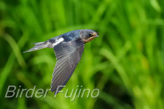 BORGで撮影したツバメの飛翔写真画像(トビモノ)