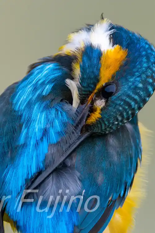 BORG89EDで撮影したカワセミドアップ写真画像