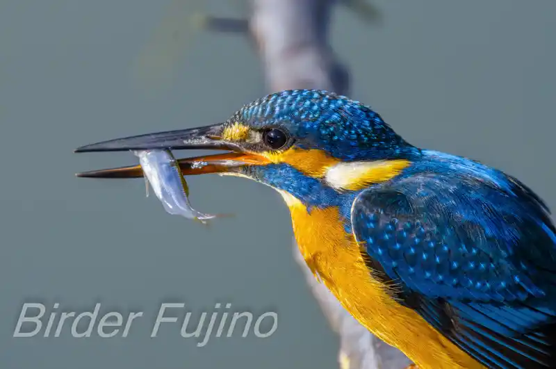 BORG90FLで撮影したカワセミドアップ写真画像