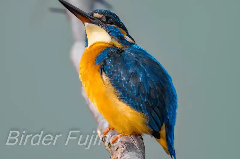 BORG90FLで撮影したカワセミドアップ写真画像