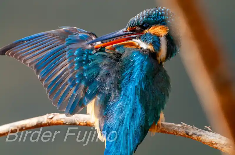 BORG90FLで撮影したカワセミドアップ写真画像