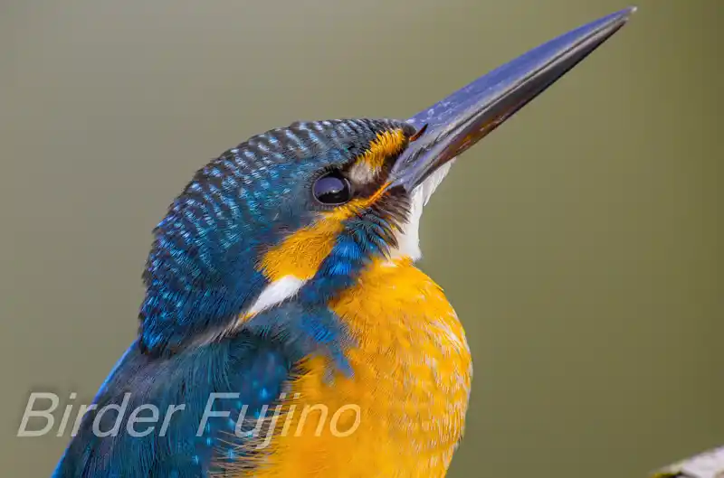 BORG90FLで撮影したカワセミドアップ写真画像