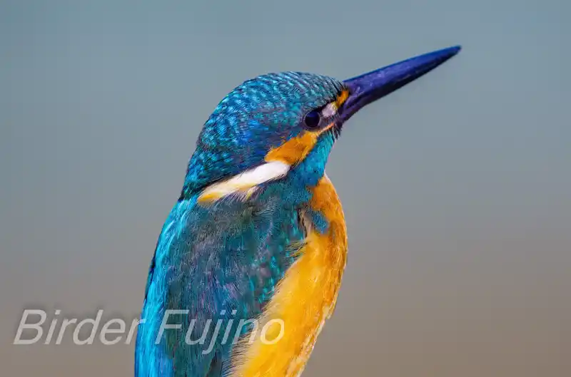 BORG45EDⅡで撮影したカワセミドアップ写真画像