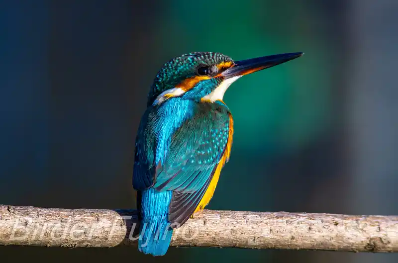 BORG60EDで撮影したカワセミドアップ写真画像