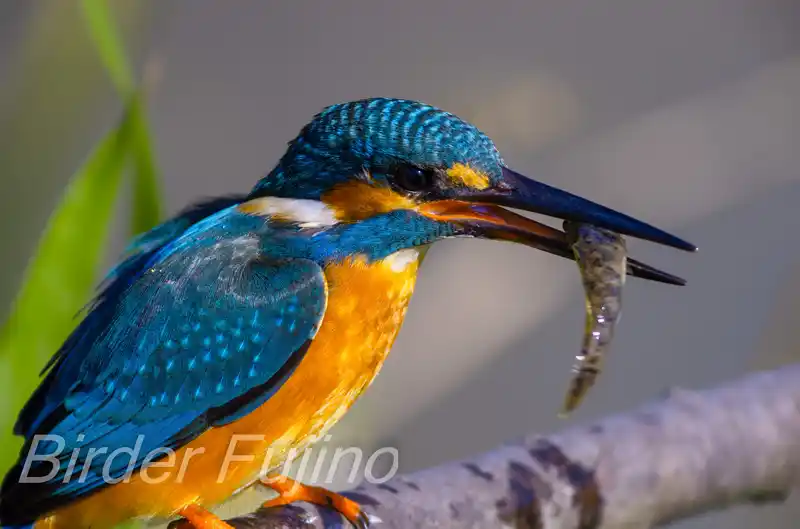 AFボーグ BORG89EDで撮影したカワセミドアップ写真画像