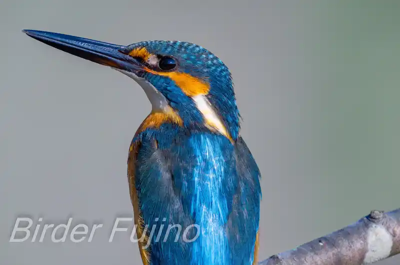 BORG89EDで撮影したカワセミドアップ写真画像