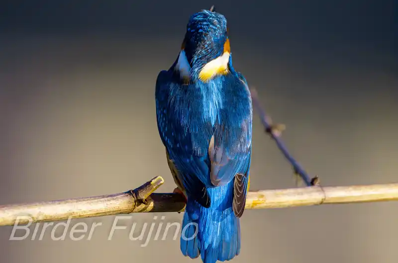 BORG71FLで撮影したカワセミドアップ写真画像