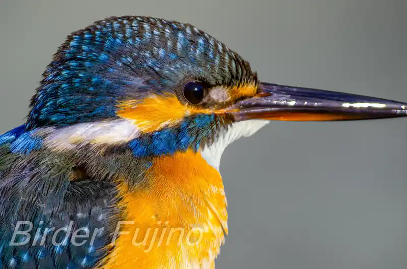 AFボーグ BORG90FLで撮影したカワセミドアップ写真画像