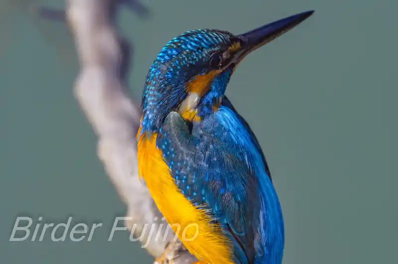 CAPRI-80EDで撮影したカワセミドアップ写真画像