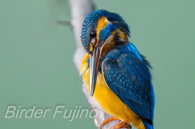 CAPRI-80EDで撮影したカワセミドアップ写真画像