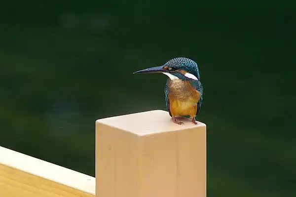 大阪・熊取のカワセミの野鳥写真画像