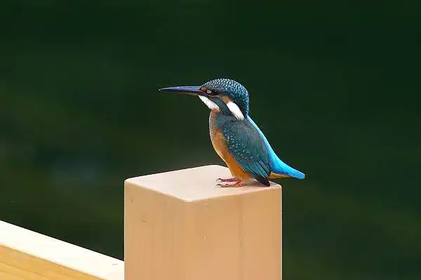 大阪・熊取のカワセミの野鳥写真画像