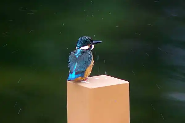 大阪・熊取のカワセミの野鳥写真画像