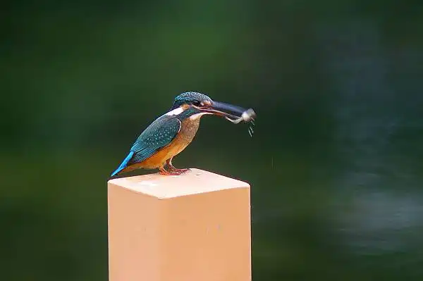 大阪・熊取のカワセミの野鳥写真画像