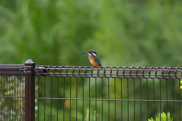 大阪・熊取のカワセミの野鳥写真画像