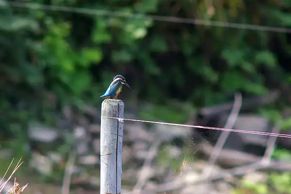近くのカワセミPartⅢのカワセミの野鳥写真画像