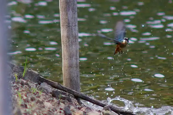 近くのカワセミPartⅢのカワセミの野鳥写真画像