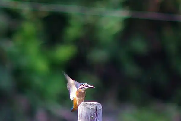 近くのカワセミPartⅢのカワセミの野鳥写真画像