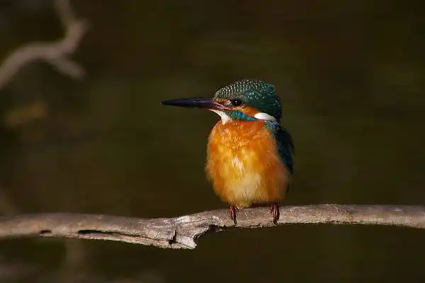 近くのカワセミPartⅢのカワセミの野鳥写真画像