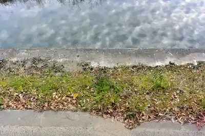 カワセミの写真画像