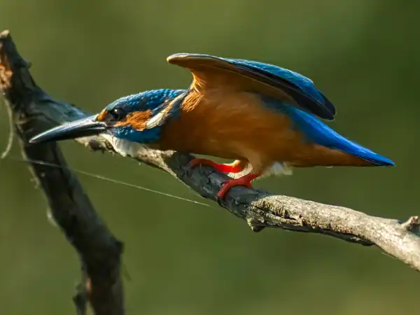 カワセミの写真画像