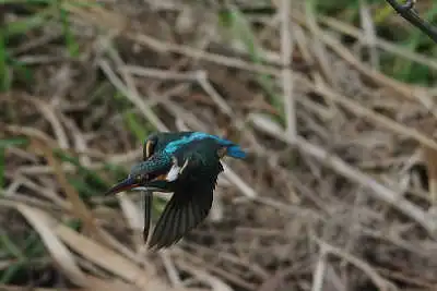 AFボーグ BORG45EDIIで撮影したカワセミの飛翔写真画像(トビモノ)