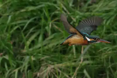 AFボーグ BORG45EDIIで撮影したカワセミの飛翔写真画像(トビモノ)