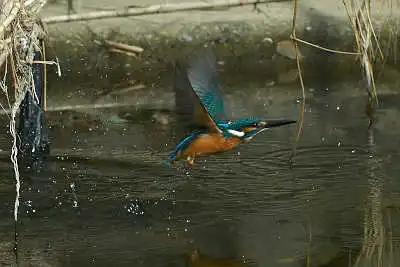 BORG45EDIIで撮影したカワセミの飛翔写真画像(トビモノ)