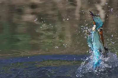 Tokina300mmF2.8で撮影したカワセミの飛翔写真画像(トビモノ)