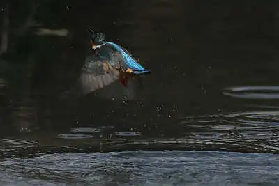 Tokina300mmF2.8で撮影したカワセミの飛翔写真画像(トビモノ)