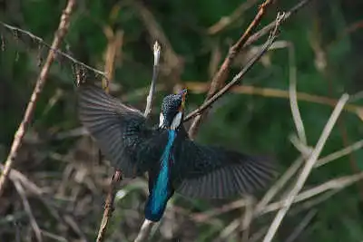Tokina300mmF2.8で撮影したカワセミの飛翔写真画像(トビモノ)