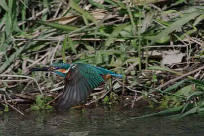 SMCP500mmF4.5で撮影したカワセミの飛翔写真画像(トビモノ)