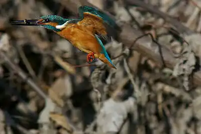 SMCP500mmF4.5で撮影したカワセミの飛翔写真画像(トビモノ)