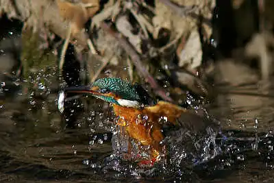 SMCP500mmF4.5で撮影したカワセミの飛翔写真画像(トビモノ)