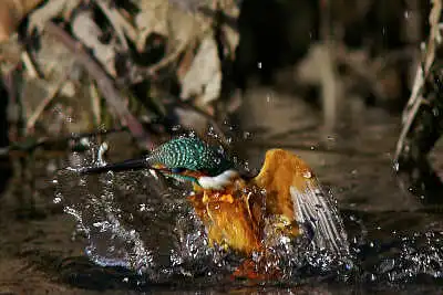 SMCP500mmF4.5で撮影したカワセミの飛翔写真画像(トビモノ)