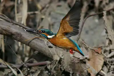 SMCP500mmF4.5で撮影したカワセミの飛翔写真画像(トビモノ)