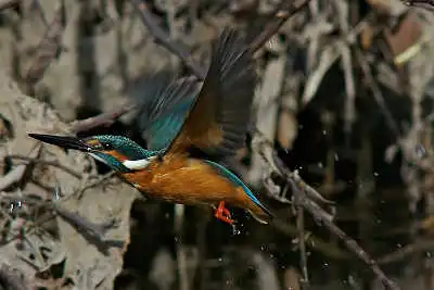 SMCP500mmF4.5で撮影したカワセミの飛翔写真画像(トビモノ)