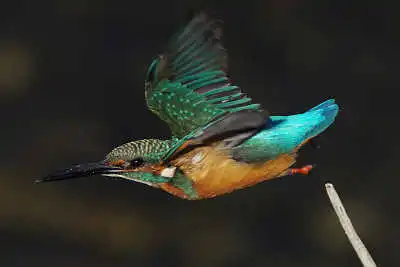 BLANCA-70EDで撮影したカワセミの飛翔写真画像(トビモノ)