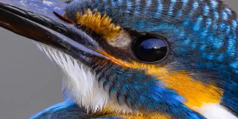 Borg 天体観測　鳥 Borg 天体観測 鳥 星ナビ.com - 星職人 天文との出会い 第15回