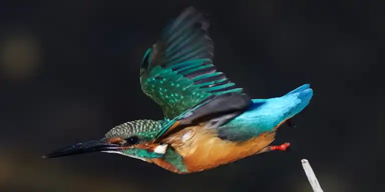 野鳥撮影紆余曲折、天体望遠鏡 BORGで野鳥撮影｜紀伊半島