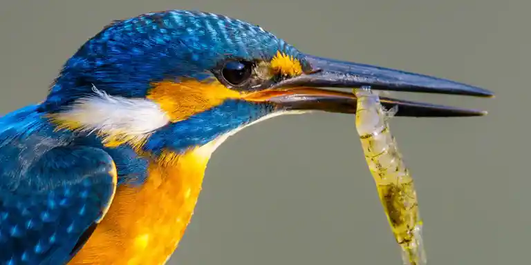 野鳥撮影紆余曲折、天体望遠鏡 BORGで野鳥撮影｜紀伊半島カワセミ写真