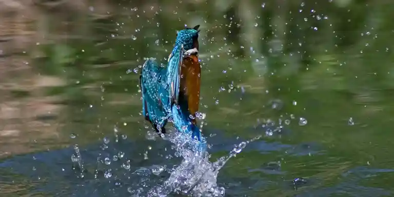 Borg 天体観測　鳥 Borg 天体観測 鳥 星ナビ.com - 星職人 天文との出会い 第15回 「