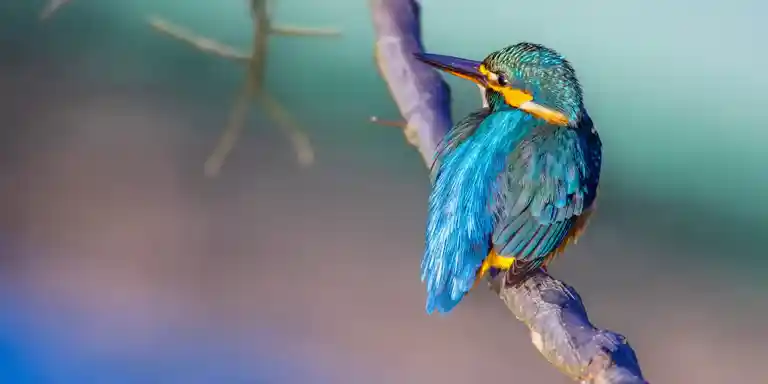 野鳥撮影紆余曲折、天体望遠鏡 BORGで野鳥撮影｜紀伊半島