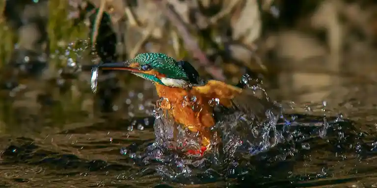 野鳥撮影紆余曲折、天体望遠鏡 BORGで野鳥撮影｜紀伊半島カワセミ写真
