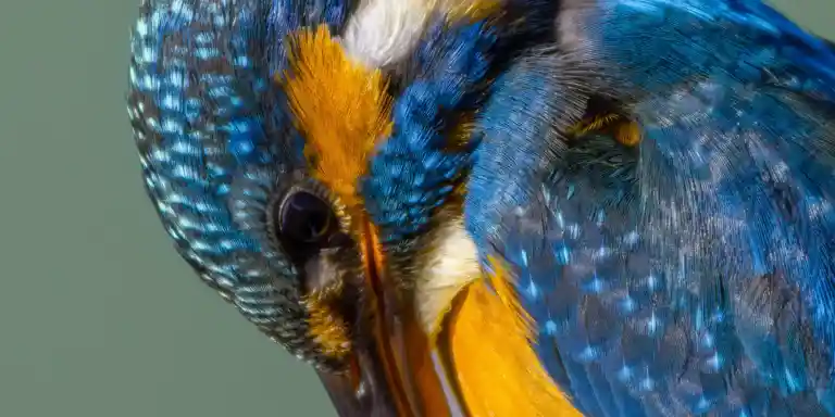 野鳥撮影紆余曲折、天体望遠鏡 BORGで野鳥撮影｜紀伊半島カワセミ写真